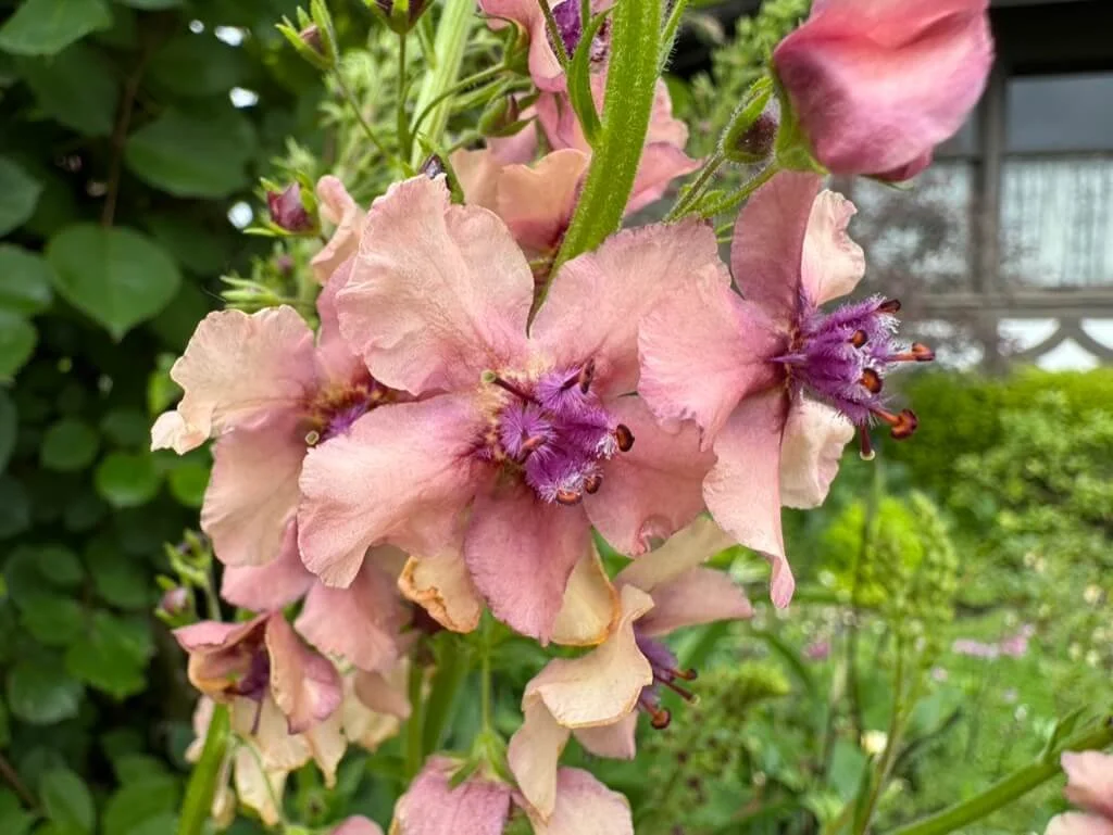 Verbascum phoeniceum 'Antique Rose' (Antique Rose Mullein